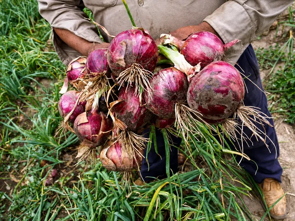 Cebolla