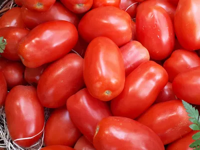 Tomate